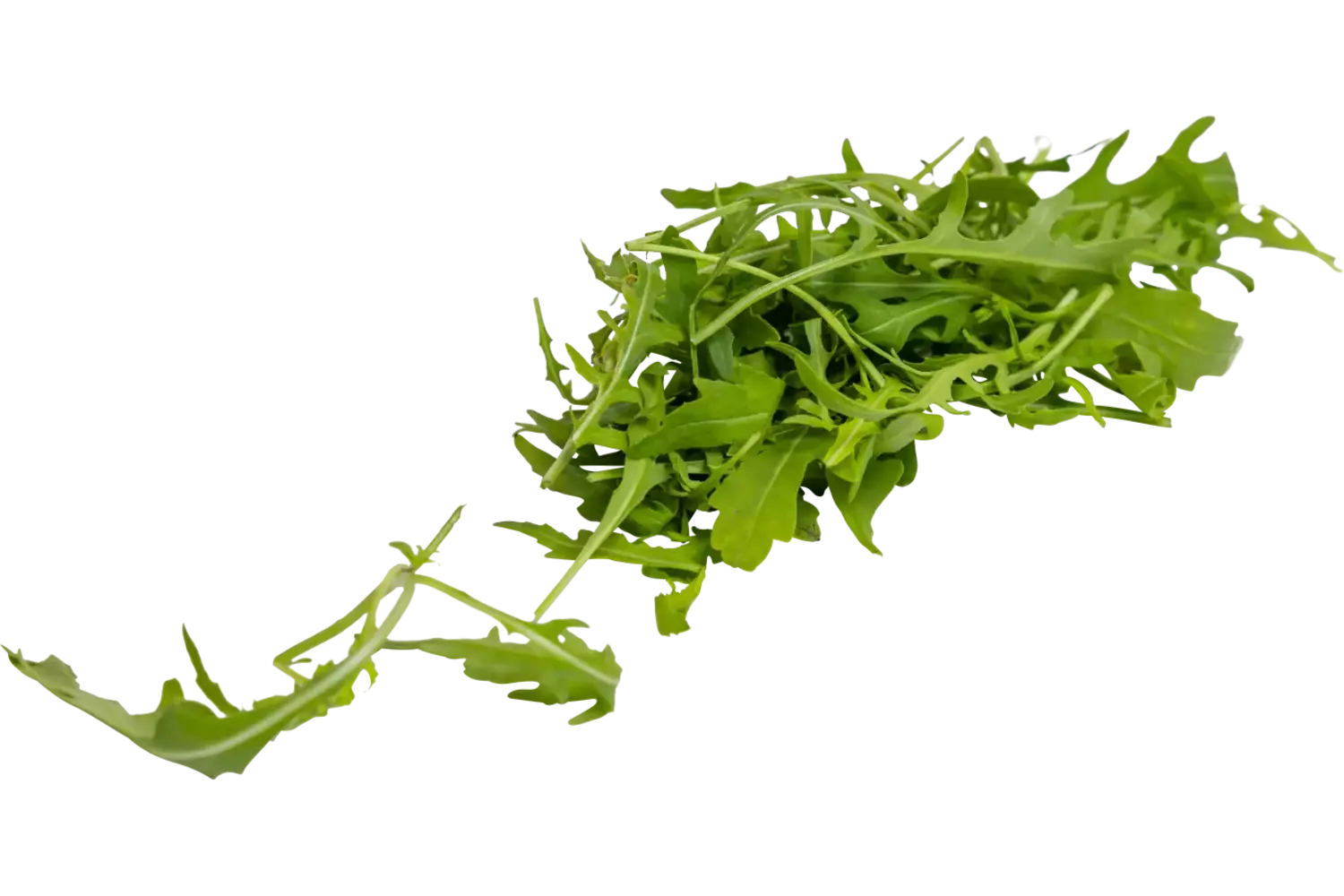 Rucola cress 20gr. stuk 1